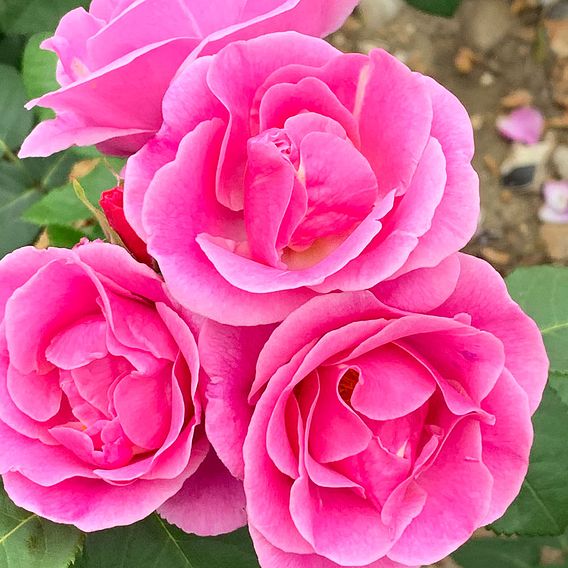 Rose 'Mum in a Million' (Hybrid Tea Rose)