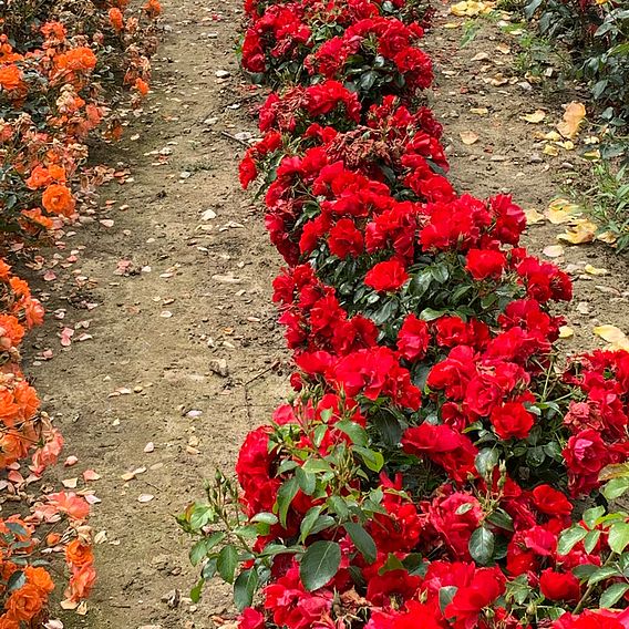 Rose 'Moment in Time' (Floribunda Rose)