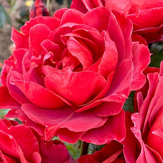 Rose 'Hot Chocolate' (Floribunda Rose)