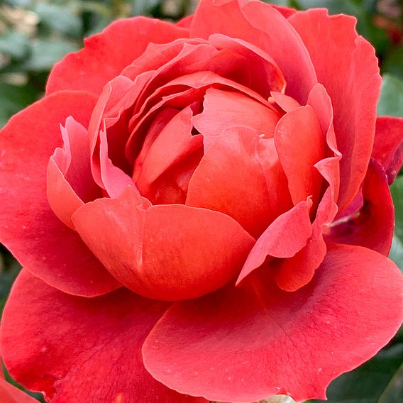 Rose 'Hot Chocolate' (Floribunda Rose)