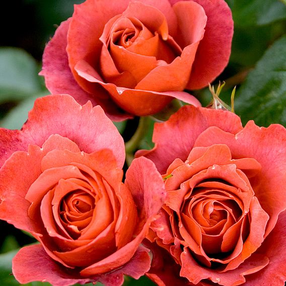 Rose 'Hot Chocolate' (Floribunda Rose)