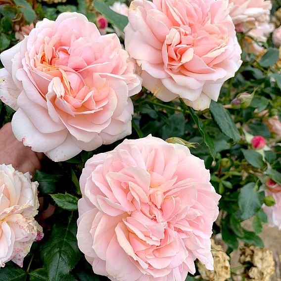 Rose 'Joie de Vivre' (Floribunda Rose)