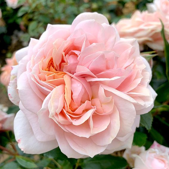 Rose 'Joie de Vivre' (Floribunda Rose)