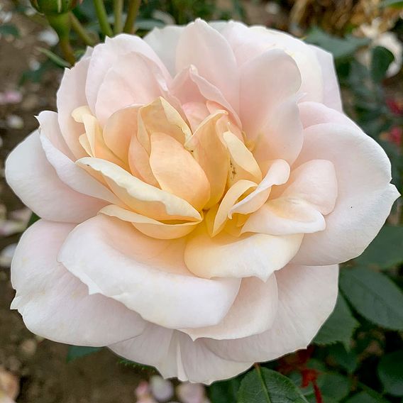 Rose 'Champagne Moment' (Floribunda Rose)