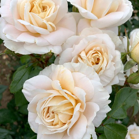 Rose 'Champagne Moment' (Floribunda Rose)