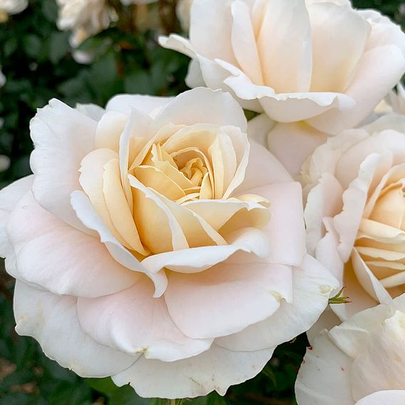 Rose 'Champagne Moment' (Floribunda Rose)