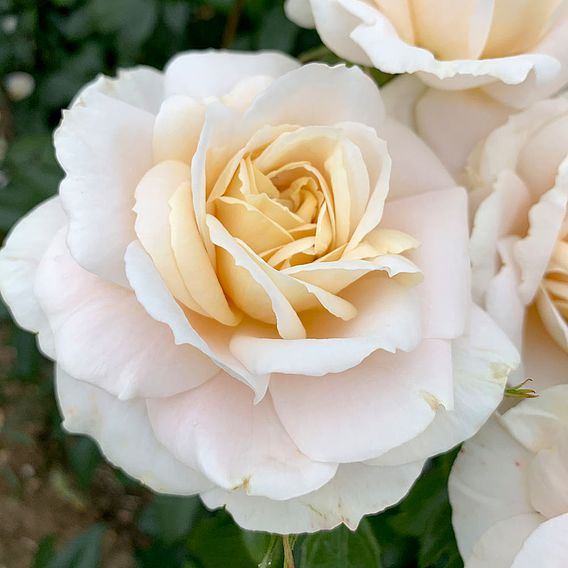 Rose 'Champagne Moment' (Floribunda Rose)