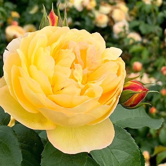 Rose 'Belle du Jour'