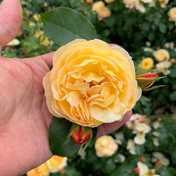 Rose 'Belle du Jour'