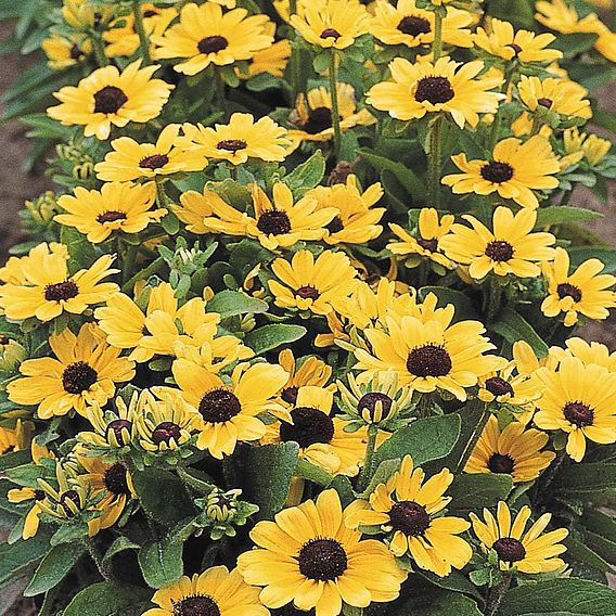 Rudbeckia Seeds - Toto Lemon