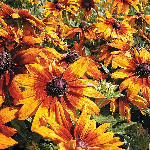 Rudbeckia 'Cappuccino' - Seeds