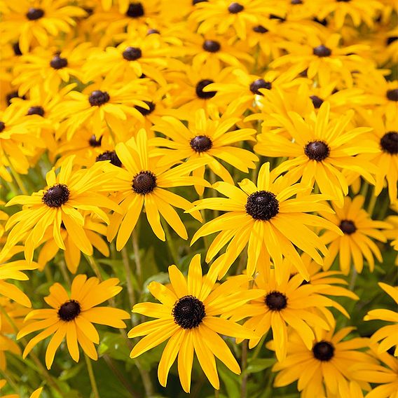 Rudbeckia fulgida var sullivantii 'Goldsturm'