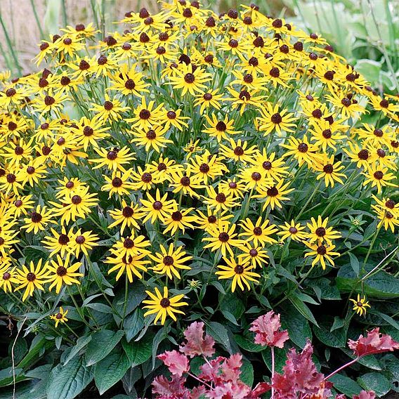 Rudbeckia fulgida 'Little Goldstar'