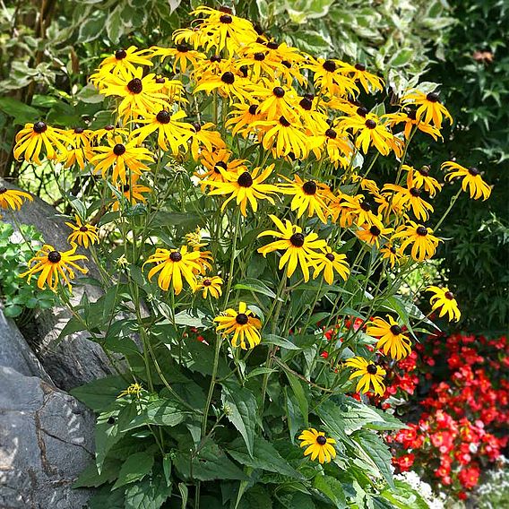 Rudbeckia fulgida var sullivantii 'Goldsturm'