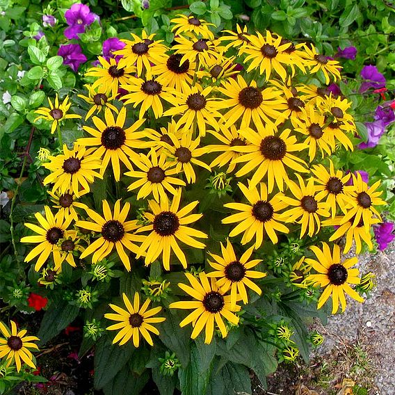 Rudbeckia fulgida 'Little Goldstar'