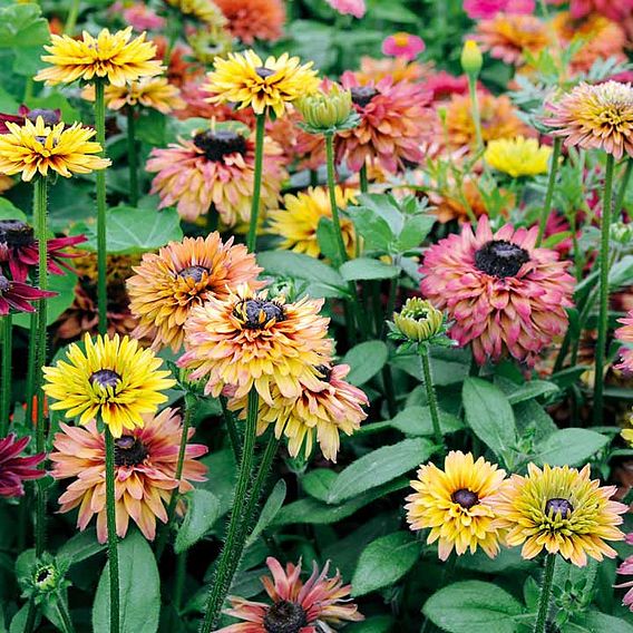 Rudbeckia 'Sahara' - Seeds