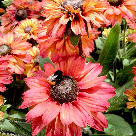 Rudbeckia 'Sahara' - Seeds