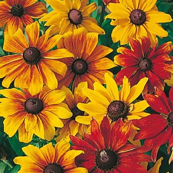 Rudbeckia Seeds - Rustic Dwarfs