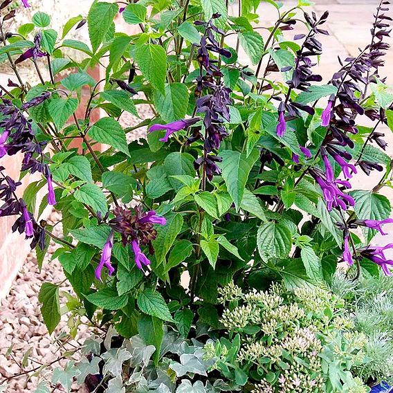 Salvia Plant - Amistad
