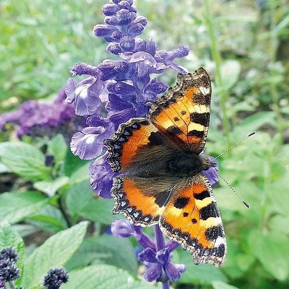 Salvia nemorosa 'Caradonna'