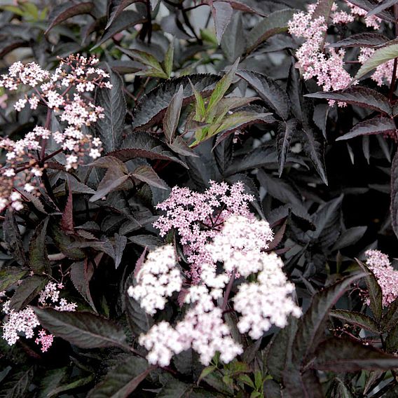 Sambucus nigra f. porphyrophylla 'Black Beauty'