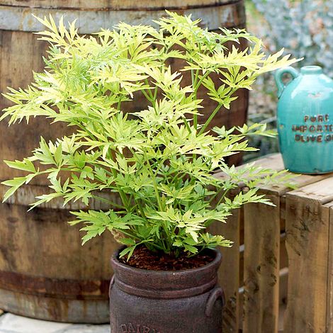 Sambucus nigra 'Golden Tower'