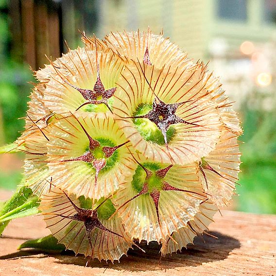 Scabiosa 'Drumstick' - Seeds