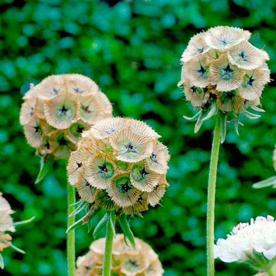 Scabious Drumstick - Seeds