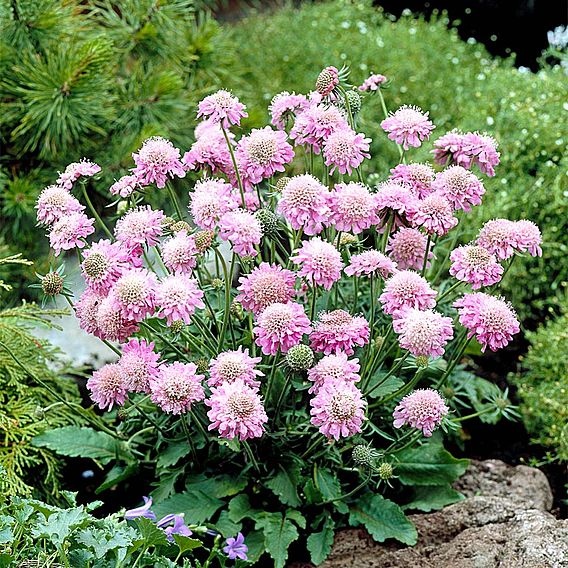 Scabiosa Pink Diamond