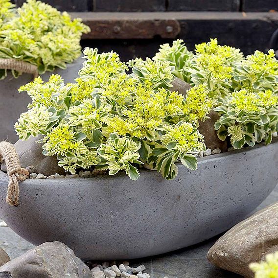 Sedum takesimense 'Atlantis'