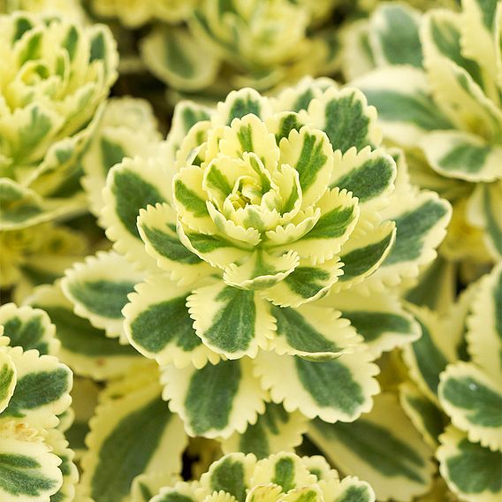 Sedum takesimense 'Atlantis'