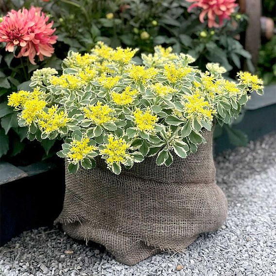 Sedum takesimense 'Atlantis'