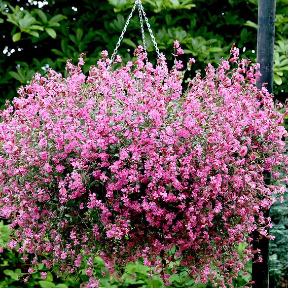 Silene 'Carmine' - Seeds