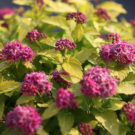 Spiraea japonica 'Double Play Gold'