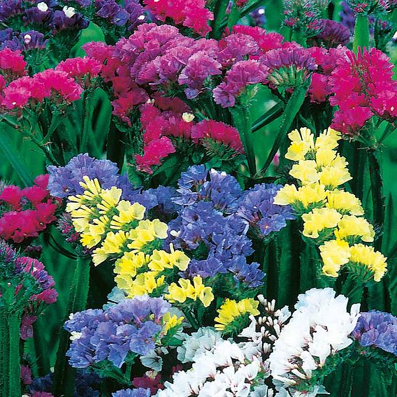 Statice Sinuata 'Formula Mixed' - Seeds