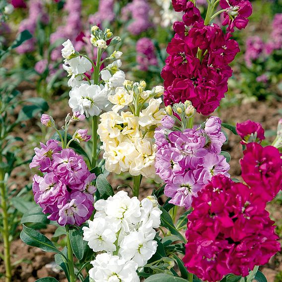 Stock 'Earlybird Mixed' - Seeds