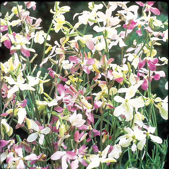 Night-Scented Stock 'Bicornis' - Seeds