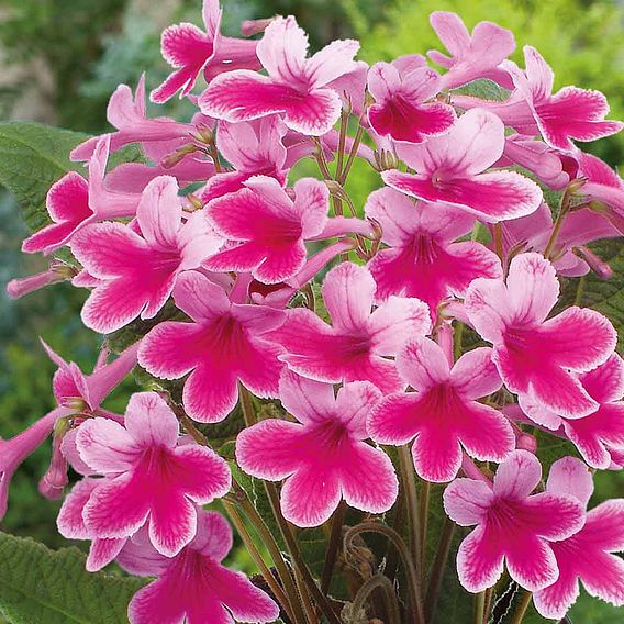 Streptocarpus 'Caitlin'