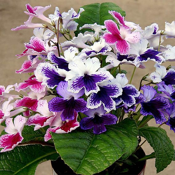 Streptocarpus 'Three Sisters'