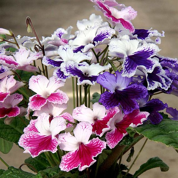 Streptocarpus 'Three Sisters'