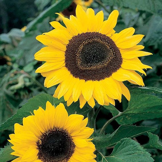 Sunflower 'Tall Single' - Seeds