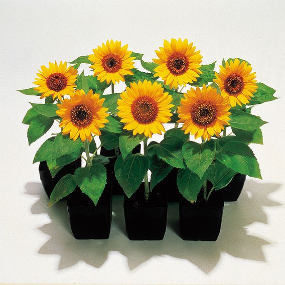 Sunflower 'Big Smile' - Seeds