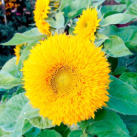 Sunflower 'Teddy Bear' - Seeds