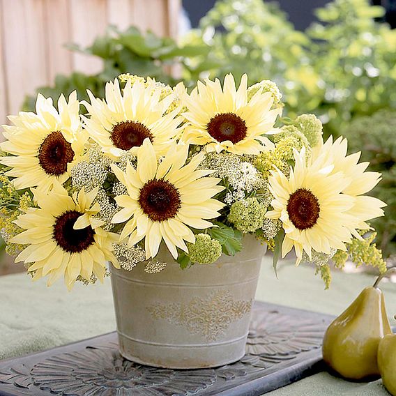 Sunflower - Buttercream F1 - 