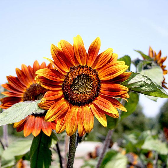 Sunflower 'Medium Red Flower' - Organic Seeds