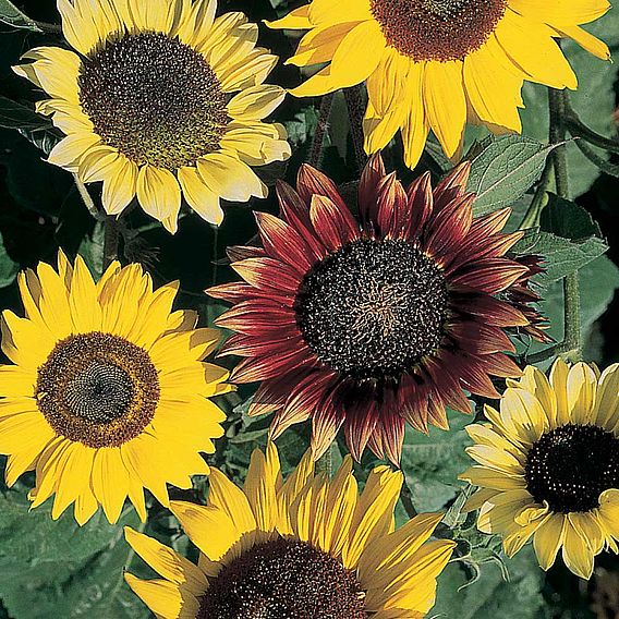 Sunflower 'Cutting Mixed' - Seeds