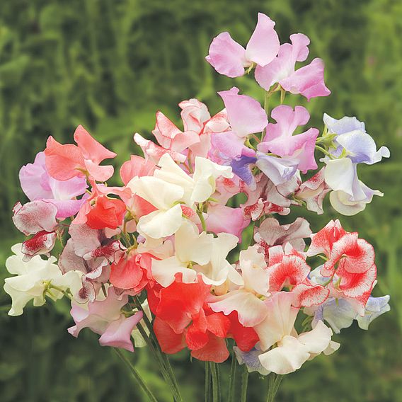 Sweet Pea 'Showbench Mixed' - Seeds