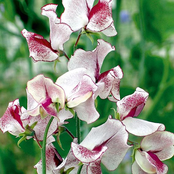 Sweet Pea 'Wiltshire Ripple' - Seeds
