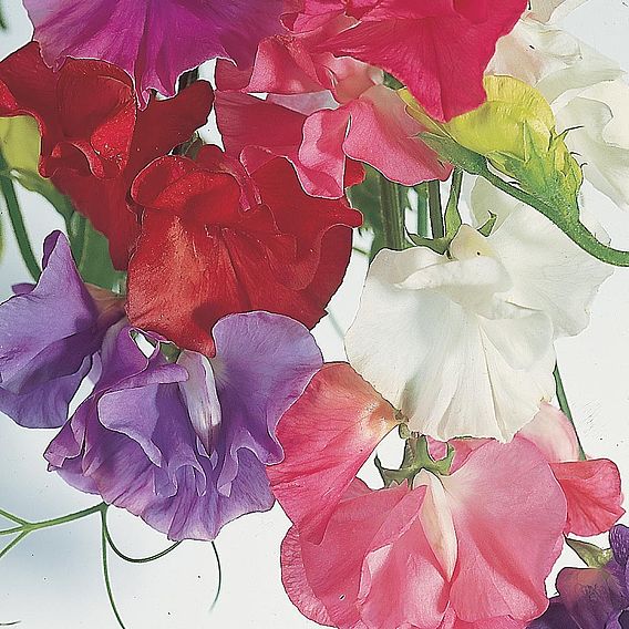 Sweet Pea Seeds - Dobies Giant Waved Mixed