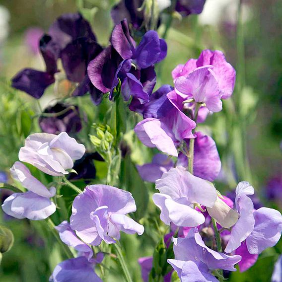 Sweet Pea 'Dobies Remembrance Mixed' - Seeds